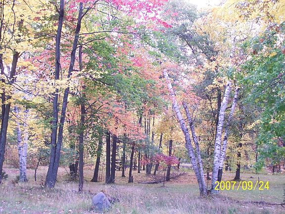 Mixed Hardwoods in the fall : Maples, Birch, Oak.