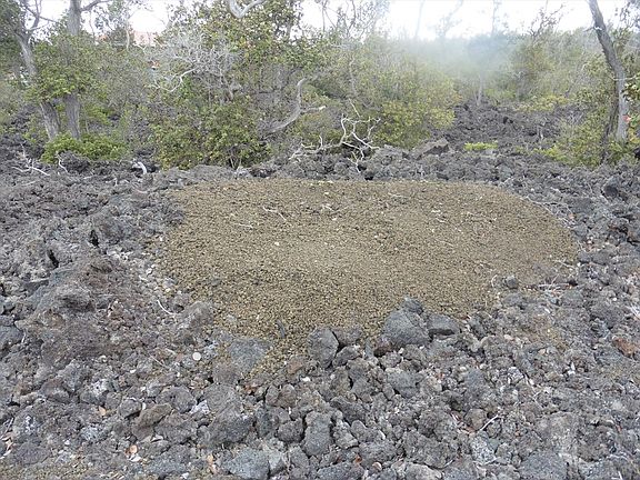5th image of Ohia Dr Lot 35