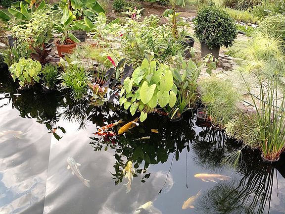 Plants and Koi