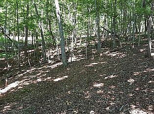 2nd image of 502 Gobbler Ridge Ln