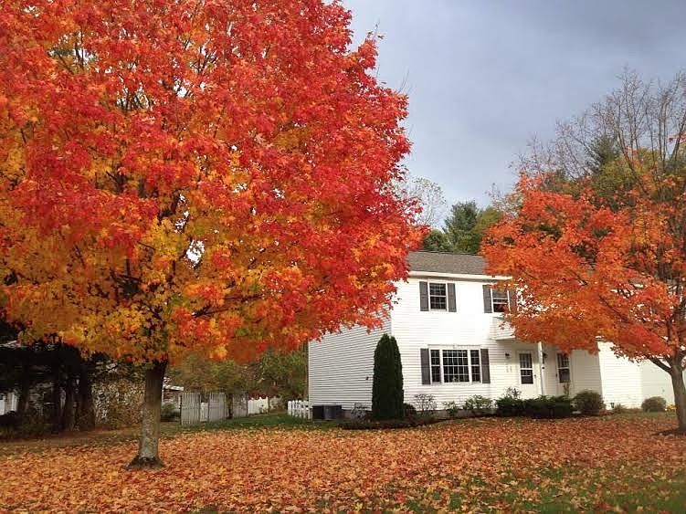 front yard