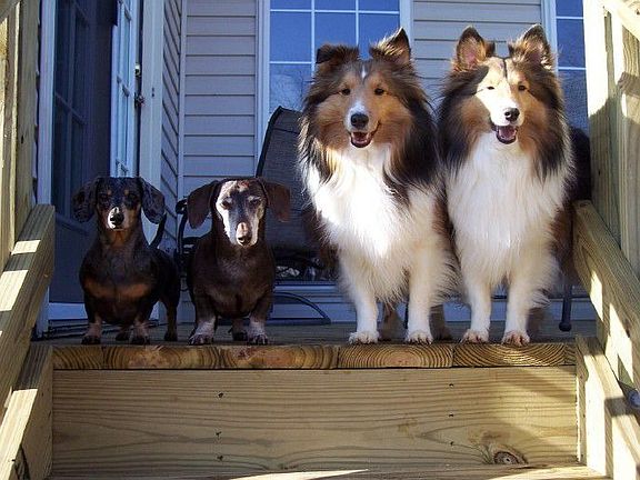 WELCOME Home...DOG LOVERS!