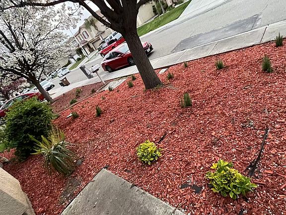 Newly planted front lawn.