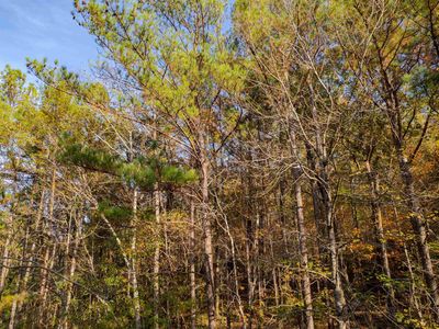 0 Lakeshore Dr #17, Oneonta, AL, 35121