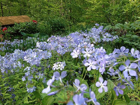 phlox in the garden