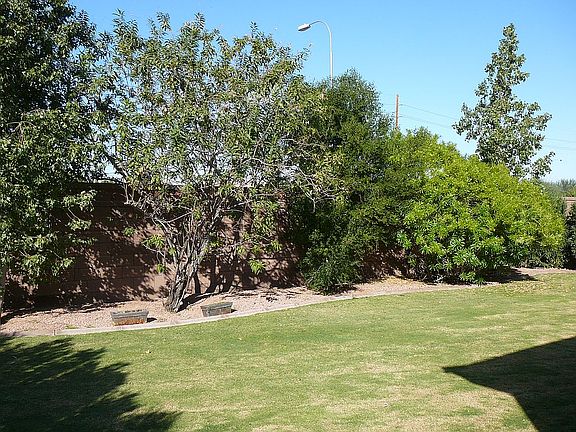 Rear Yard