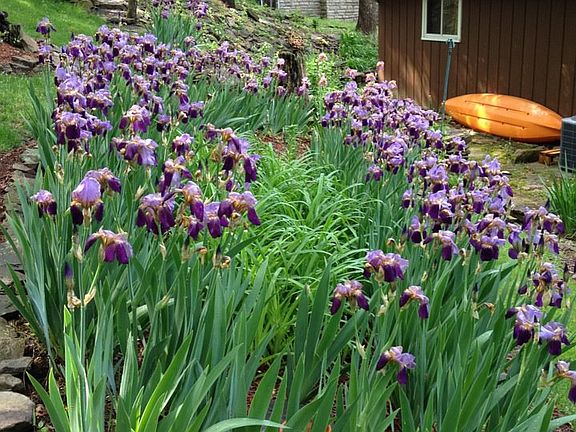 Just some of the iris
