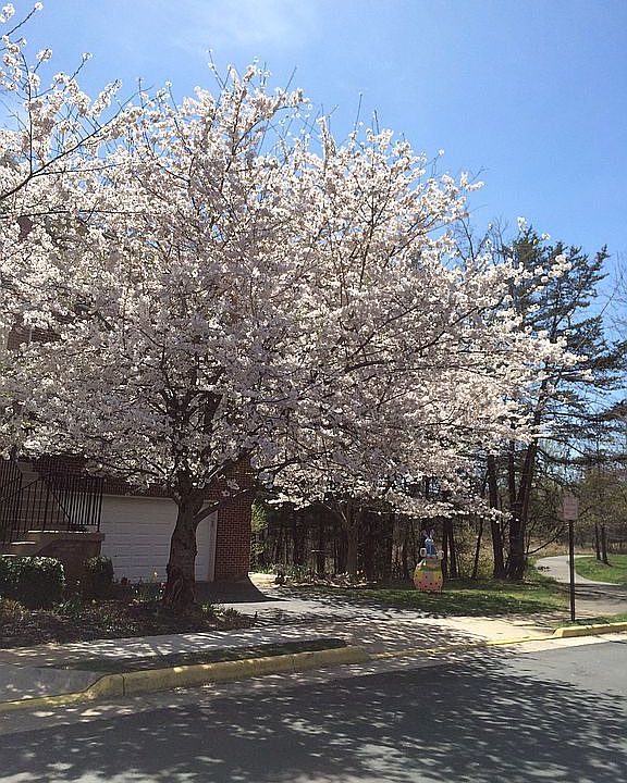 Cherry Blossom Welcome