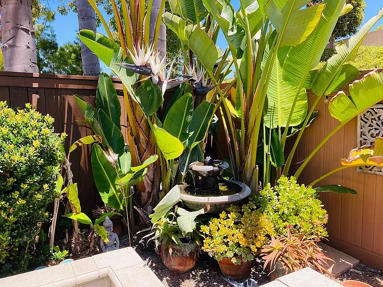 Backyard fountain.