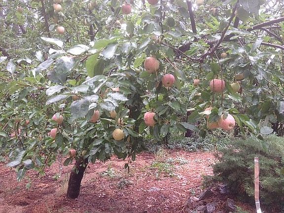 1 of 2 apple trees