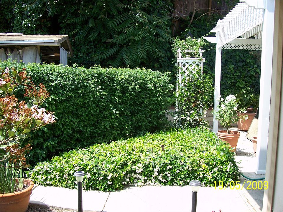 Jasmine arbor