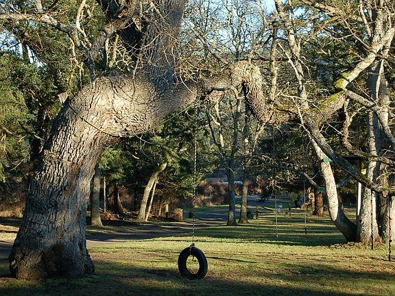 Tire Swing