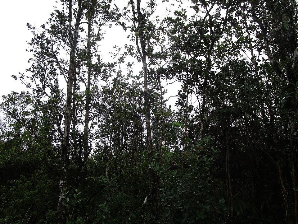 1st image of Road 7 Opeapea Lot 4566