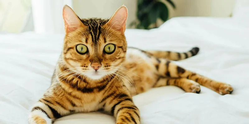 Rented by Astorian Realty Group LLC | media 8