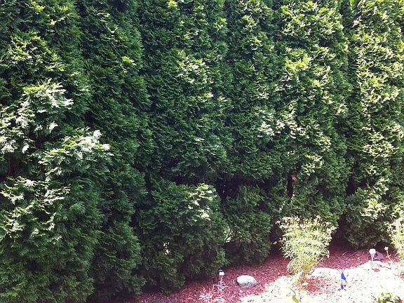 Privacy with tall shrubs