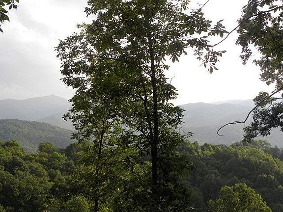 Summer View