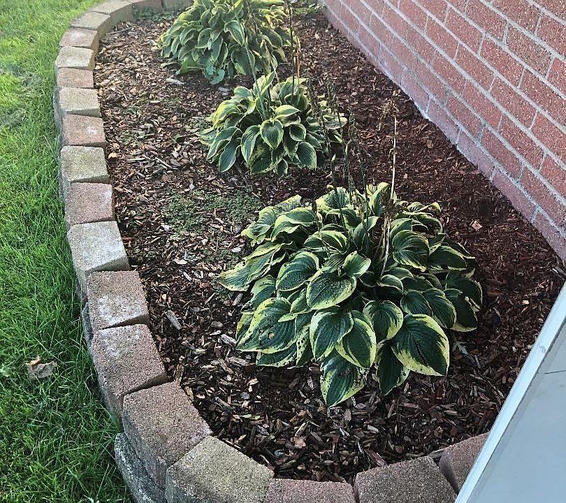 Front of house Hostas