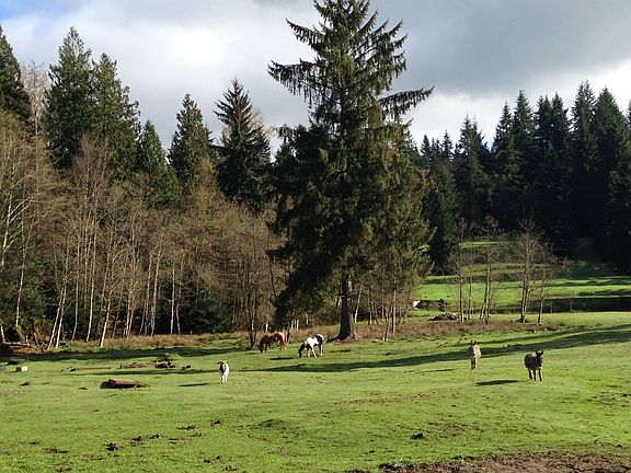 Main pasture, facing East