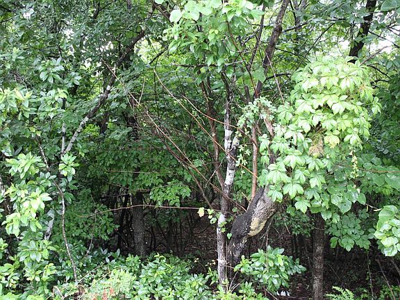 2nd image of 001-02314 Green Forest Trl #1