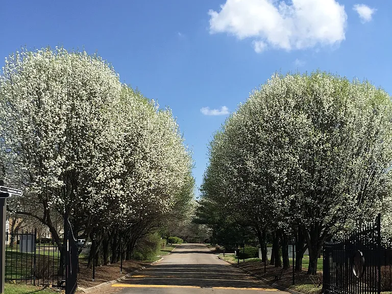 The Willows — Photo 2