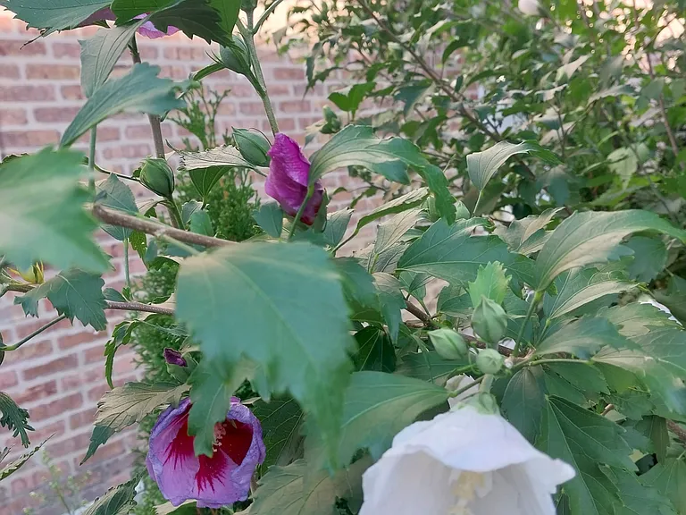 Rose Of Sharon Shrub