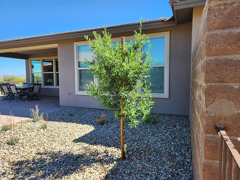 Fenced back yard