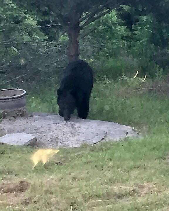 Bear