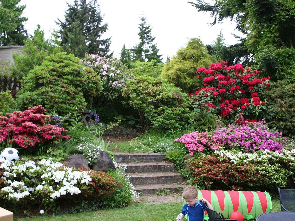 Back garden in July