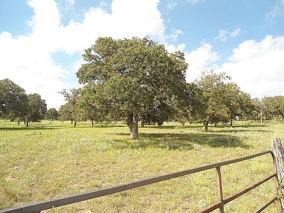 Mature Trees From FM1117