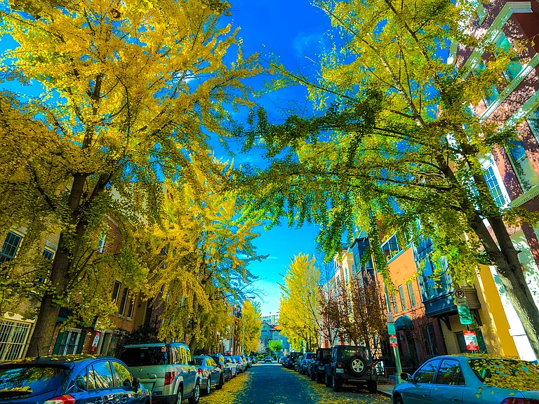 Ginko trees showing off their Fall colors on nearby Swann Street