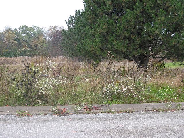 1st image of 16936 Windsor Ct