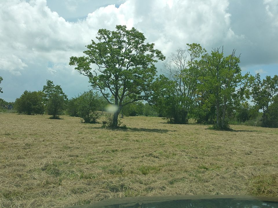Mature Trees