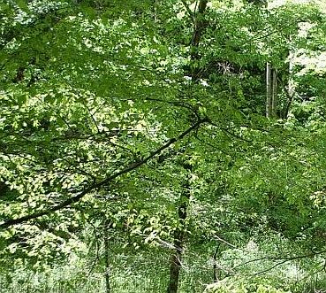 2nd image of Martin Wolfe Rd