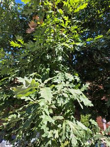 35 Wakulla Dr, Maggie Valley, NC, 28751