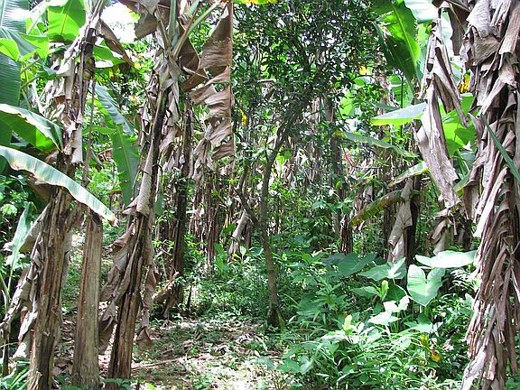 Fertile gardens 