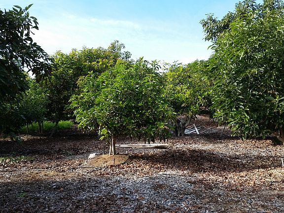 3rd image of 5320 Olive Hill Trl