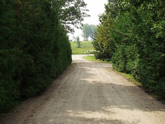 Looking Down Driveway