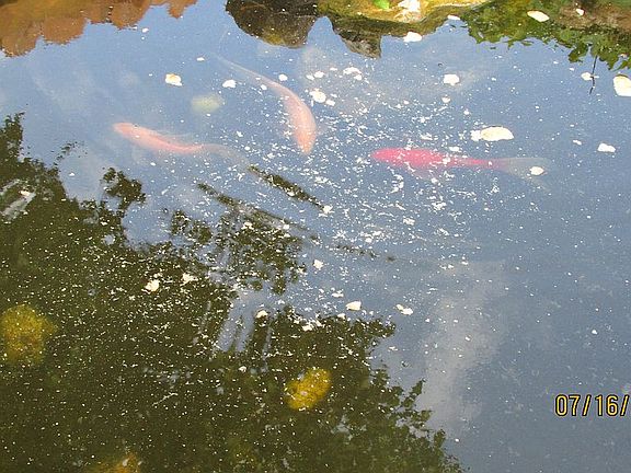 Front Lawn Fish Pond
