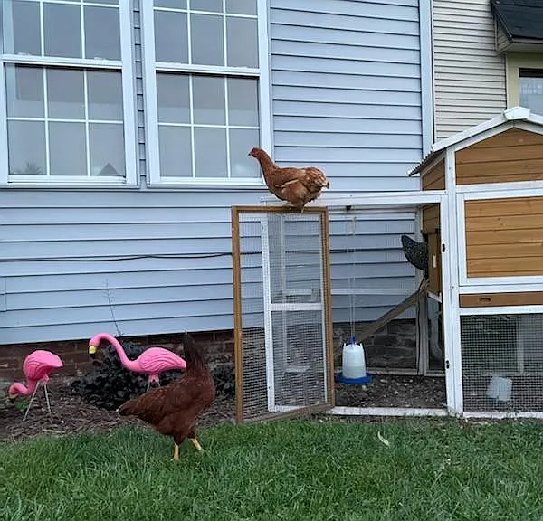 Chickens are allowed