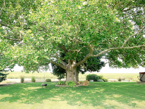 Backyard with Swings
