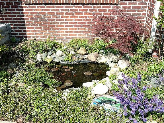 Koi Pond