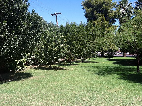 Mature Fruit Tree Orchard