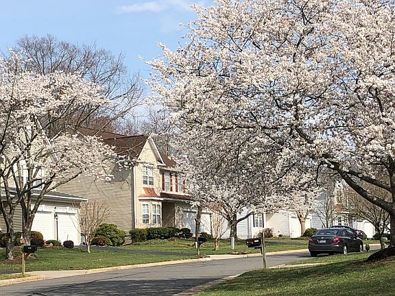 Our Street in Spring
