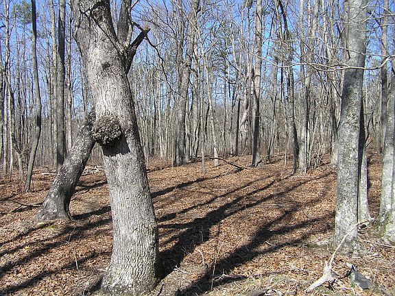 2nd image of 161 Shadowland Dr