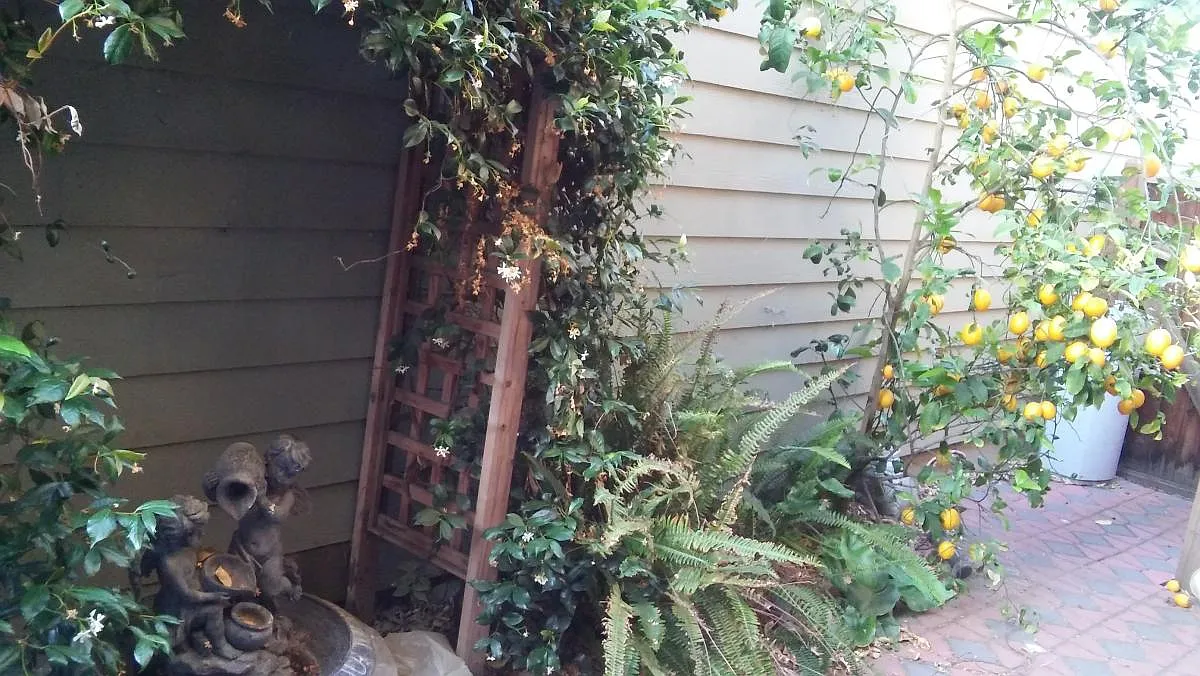Backyard - Valley Oak Ter