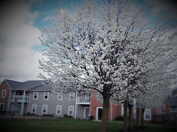 5th image of 388 Country View Ct #408-16