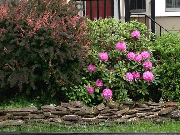 Rotodenrons in bloom