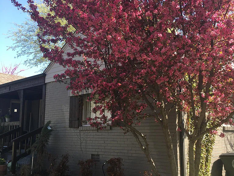 Cherry blossom tree is beautiful this time of year .