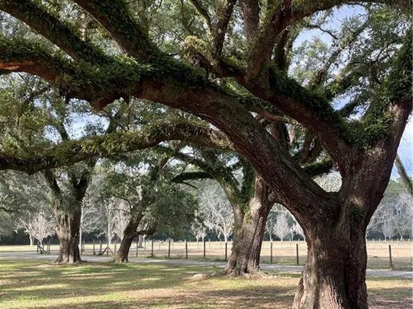 Azalea Ln, Lacombe, LA 70445