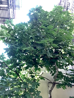 Rented by Corcoran | media 21